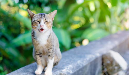 裹盐迎得小狸奴,尽护山房万卷书——论和猫咪有关的风雅之事